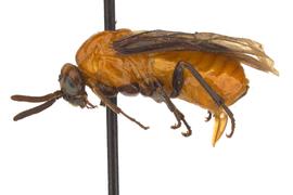   Neoptilia malvacearum  female lateral habitus; photo by J. Orr, WSDA 
