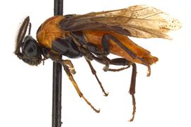   Neoptilia malvacearum  male lateral habitus; photo by J. Orr, WSDA 
