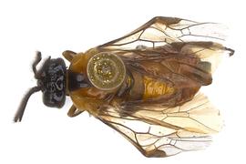   Neoptilia malvacearum  male dorsal habitus; photo by J. Orr, WSDA 
