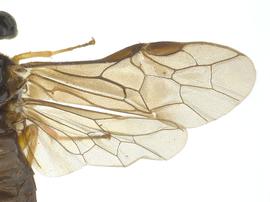   Neoselandria morio  wings; photo by J. Orr, WSDA 
