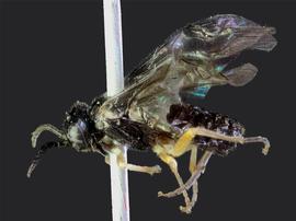   Nesoselandria morio  female lateral habitus; photo by J. Orr, WSDA 
