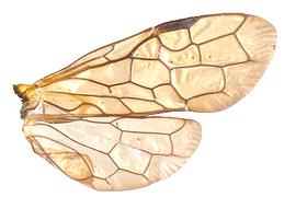   Oncholyda sitkensis  wings; photo by J. Orr, WSDA 

