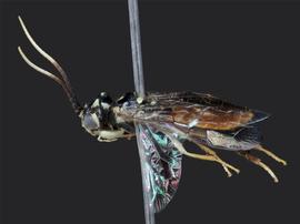   Onycholyda luteicornis nbsp;male lateral habitus; photo by J. Orr, WSDA 
