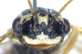   Oncholyda sitkensis  female face; photo by J. Orr, WSDA 

