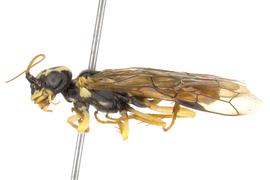  Onycholyda nbsp;sp. female lateral habitus; photo by J. Orr, WSDA 
