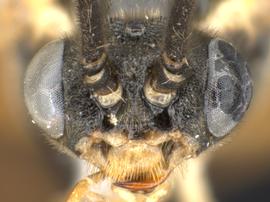   Euura  sp.nbsp;male face; photo by Q. Baine, WSDA 
