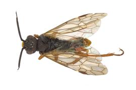   Pleroneura californica  male dorsal habitus; photo by J. Orr, WSDA 
