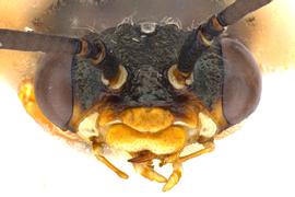   Pleroneura californica  male face; photo by J. Orr, WSDA 
