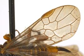   Pleroneura californica  fore wing; photo by Q. Baine, WSDA 
