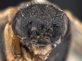   Pristiphora abbreviata nbsp;female face; photo by J. Orr, WSDA 
