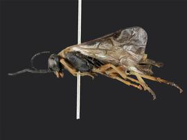   Pristiphora acidovalva nbsp;female lateral habitus; photo by J. Orr, WSDA 
