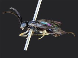   Pristiphora banksinbsp; male lateral habitus; photo by J. Orr, WSDA 
