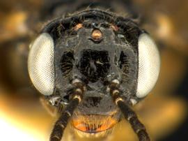   Profenusa alumna nbsp;female face; photo by Q. Baine, WSDA 
