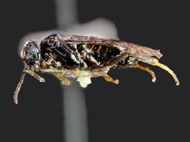   Profenusa inspirata nbsp;male lateral habitus; photo by J. Orr, WSDA 
