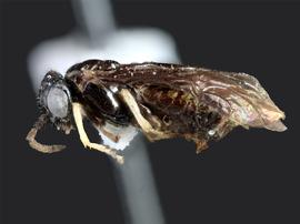   Profenusa thomsoni nbsp;female lateral habitus; photo by J. Orr, WSDA
