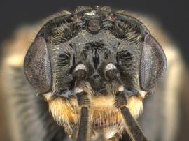   Prolatus artus nbsp;female face; photo by Q. Baine, WSDA 
