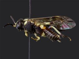   Pseudosiobla excavata nbsp;female lateral habitus; photo by J. Orr, WSDA 
