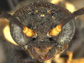   Pseudosiobla excavata nbsp;female face; photo by Q. Baine, WSDA 
