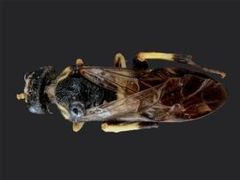   Pseudosiobla excavata nbsp;male dorsal habitus; photo by J. Orr, WSDA 
