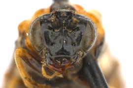   Ptenos texanus  female face; photo by Q. Baine, WSDA 
