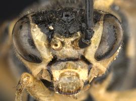   Rhogogaster lateraria nbsp;female face; photo by Q. Baine, WSDA 
