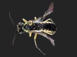   Rhogogaster lateraria nbsp;male dorsal habitus; photo by J. Orr, WSDA 
