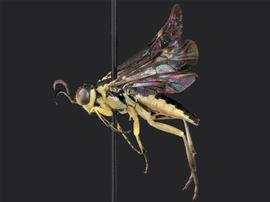   Rhogogaster lateraria nbsp;male lateral habitus; photo by J. Orr, WSDA 
