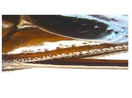   Sirex longicauda  ovipositor base; photo by H. Goulet, CNC 
