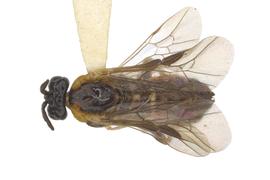   Schizocerella pilicornis  female dorsal habitus; photo by J. Orr, WSDA 
