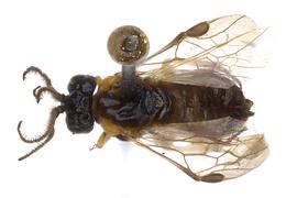   Schizocerella pilicornis  male dorsal habitus; photo by J. Orr, WSDA 
