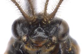   Schizocerella pilicornis  male face; photo by J. Orr, WSDA 
