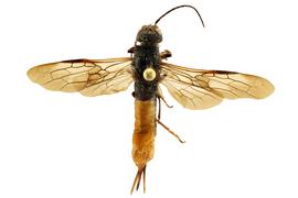   Sirex behrensii  female dorsal habitus; photo by J. Orr, WSDA 
