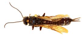   Sirex californicus  female dorsal habitus; photo by J. Orr, WSDA 
