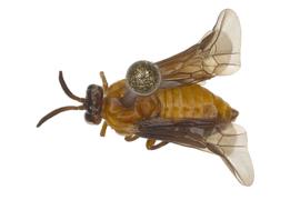   Sphacophilus  sp. female dorsal habitus; photo by J. Orr, WSDA 
