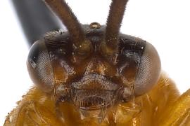   Sphacophilus  sp. female face; photo by J. Orr, WSDA 
