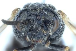   Sterictiphora maura  female face; photo by J. Orr, WSDA 
