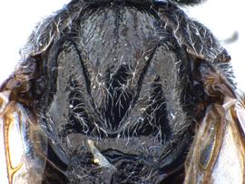   Sterictiphora maura  male thorax; photo by J. Orr, WSDA 
