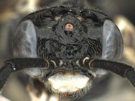   Stromboceridea nigricans nbsp;female face; photo by Q. Baine, WSDA 
