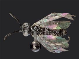   Stromboceridea nigricans nbsp;male dorsal habitus; photo by J. Orr, WSDA 
