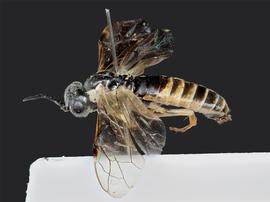   Strongylogaster distans nbsp;female lateral habitus; photo by J. Orr, WSDA 
