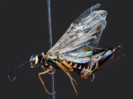   Syntexis libocedriinbsp; female lateral habitus; photo by J. Orr, WSDA 
