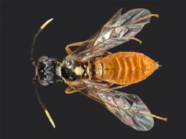   Taxonus terminalisnbsp; female dorsal habitus; photo by J. Orr, WSDA 
