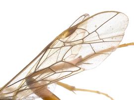   Taxonus terminalisnbsp; fore wing; photo by J. Orr, WSDA 
