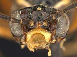   Taxonus terminalisnbsp; female face; photo by Q. Baine, WSDA 
