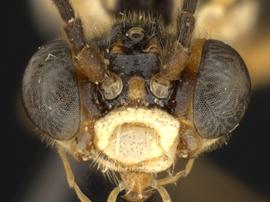   Taxonus terminalisnbsp; male face; photo by Q. Baine, WSDA 
