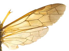   Tenthredo maximanbsp; female wings; photo by P. Jones, WSDA 

