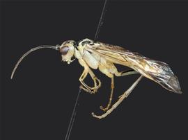   Tenthredo rhammisianbsp; male lateral habitus; photo by J. Orr, WSDA 
