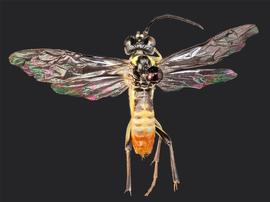   Tenthredo  sp. male dorsal habitus; photo by J. Orr, WSDA 
