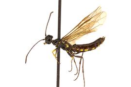   Trachelus tabidus nbsp;male lateral habitus; photo by J. Orr, WSDA 
