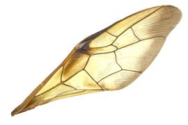   Trichiosoma triangulum  fore wing; photo by J. Orr, WSDA 
